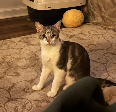 C316 Litter Ash, Young Domestic Short Hair / Tabby / Mixed (short coat), cat for adoption in Lincoln Park, Michigan