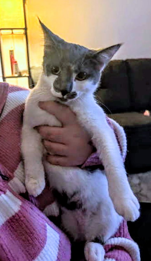C316 Litter Batgirl, Young Domestic Short Hair / Tabby / Mixed (short coat), cat for adoption in Lincoln Park, Michigan