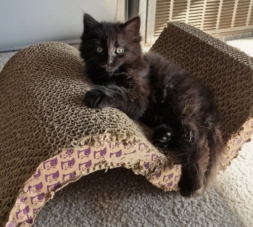 Summer, Baby Domestic Long Hair / Mixed (long coat), cat for adoption in Lincoln Park, Michigan