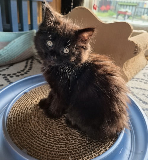 Summer (Adopted), an adoptable Domestic Long Hair in Livonia, MI