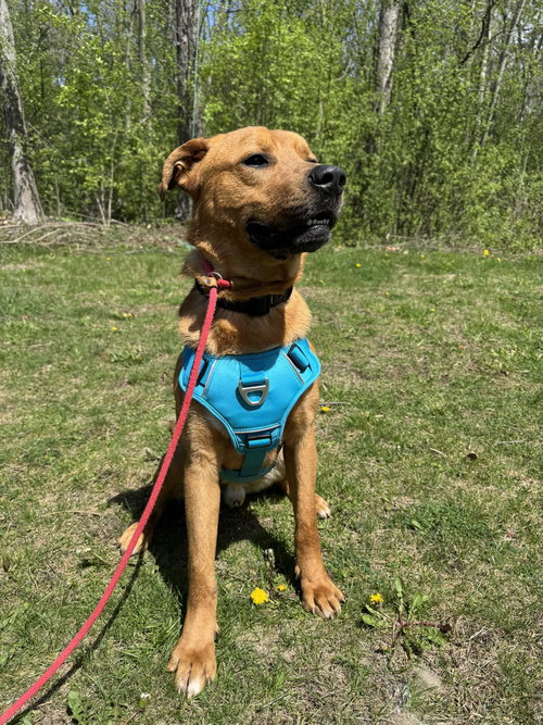 Mr. Buddy, an adoptable Labrador Retriever in Livonia, MI
