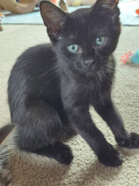 C317 Litter Fleece, an adoptable Domestic Short Hair in Livonia, MI