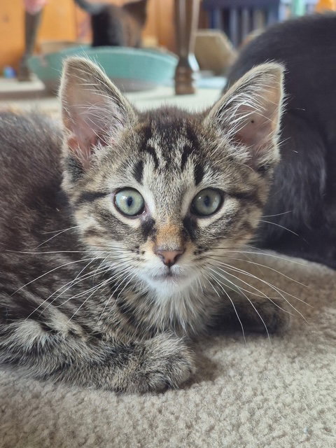 C317 Litter Cashmere, an adoptable Domestic Short Hair in Livonia, MI