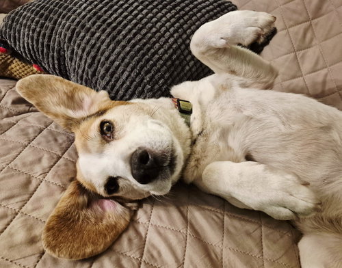 Millie - ADOPTION PENDING, an adoptable Beagle in Livonia, MI