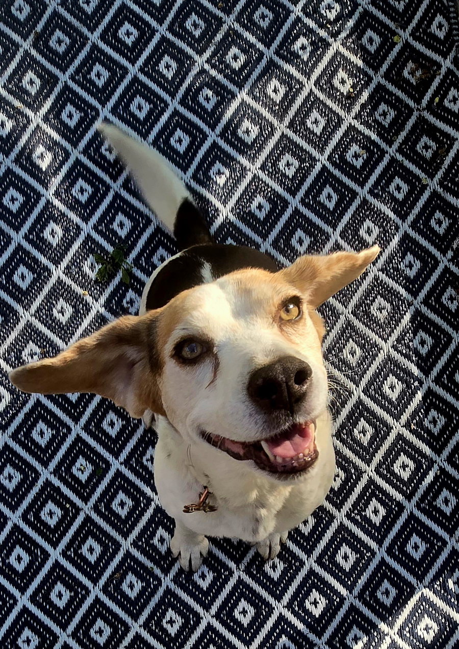 Millie - ADOPTION PENDING