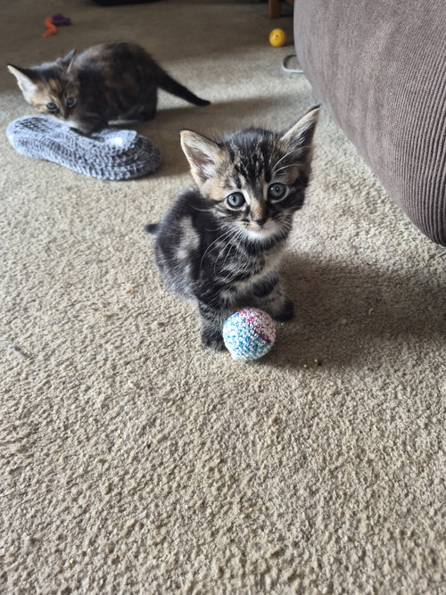 C315 Litter Aurora, Baby Domestic Short Hair / Tabby / Mixed (short coat), cat for adoption in Dearborn Heights, Michigan