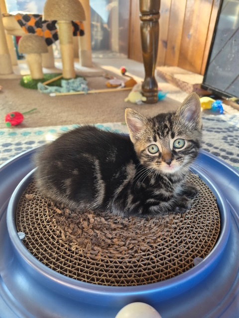 C315 Litter Aurora, Baby Domestic Short Hair / Tabby / Mixed (short coat), cat for adoption in Warren, Michigan