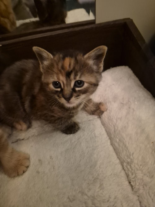 C315 Litter Dawn, an adoptable Tortoiseshell in Livonia, MI