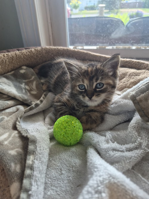 C315 Litter Dawn, Baby Tortoiseshell / Mixed (short coat), cat for adoption in Dearborn Heights, Michigan