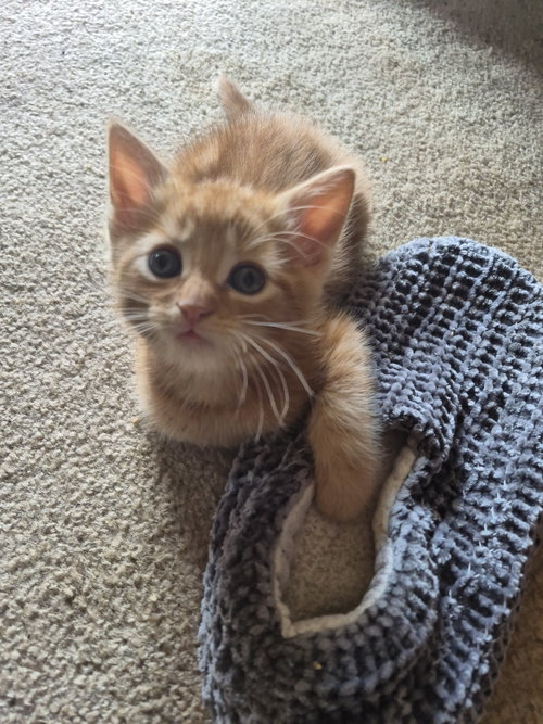 C315 Litter Orion-PENDING, Baby Domestic Short Hair / Tabby / Mixed (short coat), cat for adoption in Dearborn Heights, Michigan
