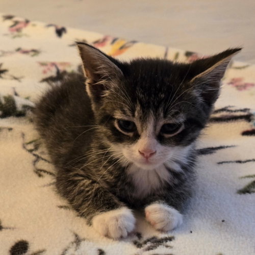 C318 litter Charlie, an adoptable Domestic Short Hair in Livonia, MI