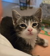 C318 litter Charlie