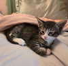 C318 litter Charlie