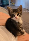 C318 litter Charlie