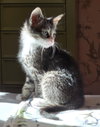 C318 litter Charlie