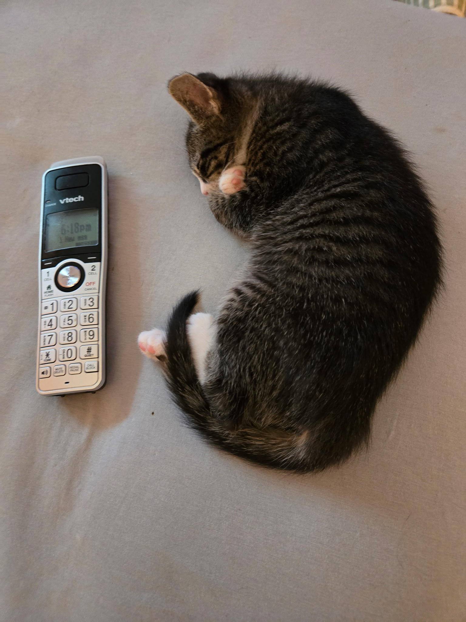C318 litter Charlie, photo 9