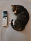 C318 litter Charlie