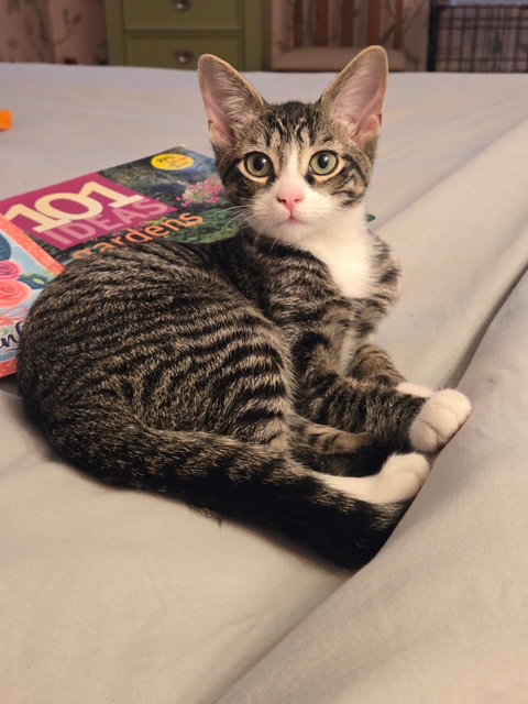 Photo 2 of C318 litter Charlie