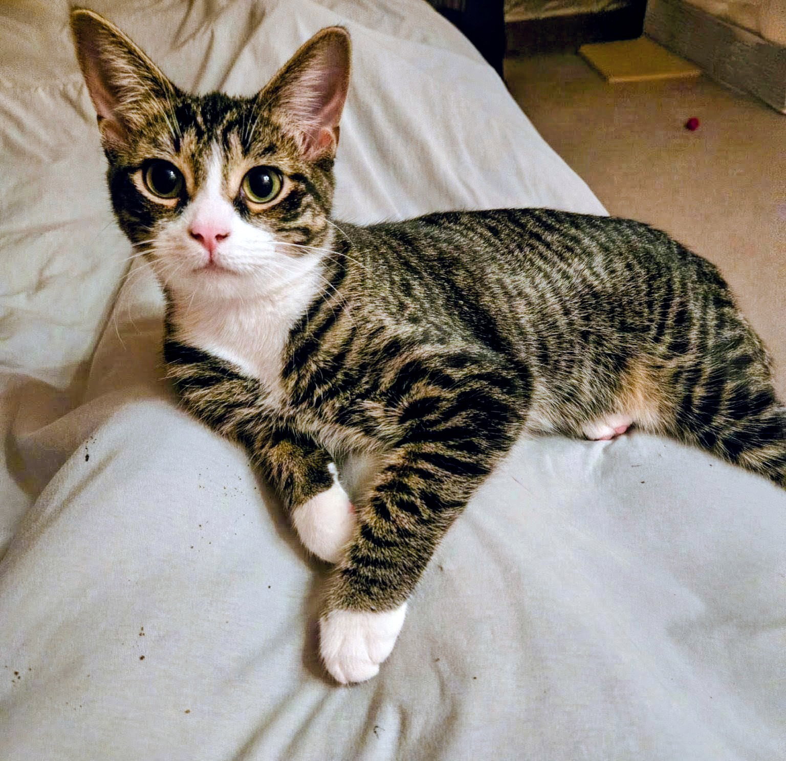 C318 litter Charlie