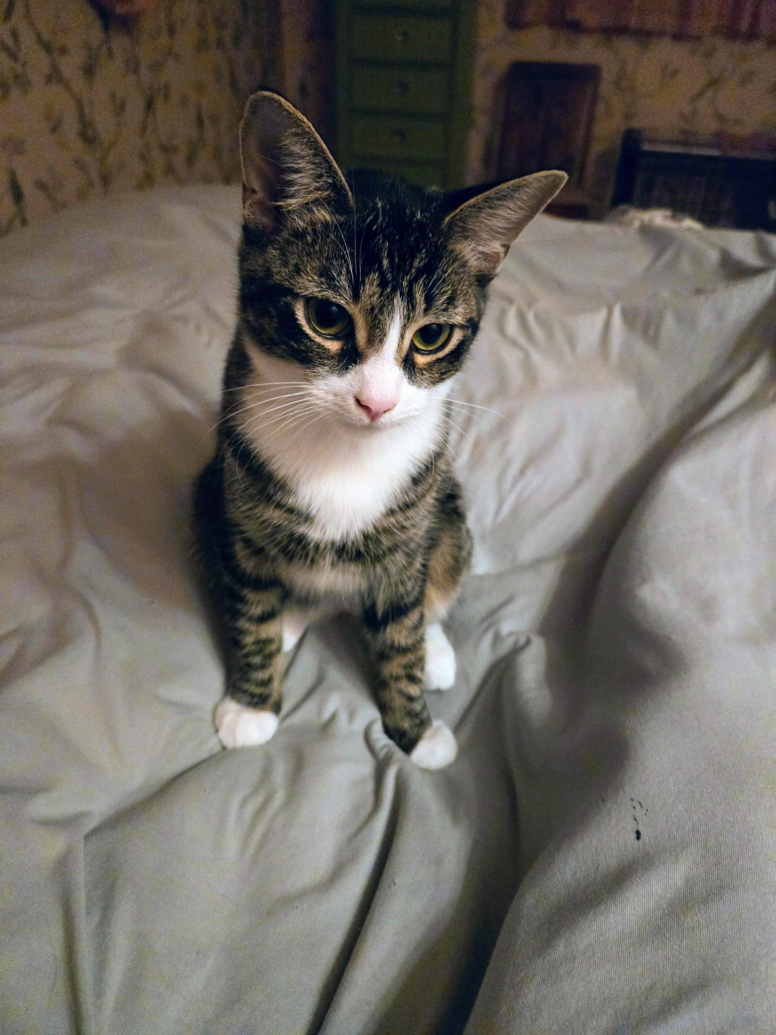 C318 litter Charlie, photo 3