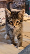 C318 litter Marley