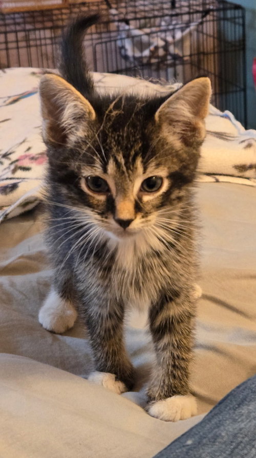 C318 litter Marley, Baby Domestic Short Hair / Mixed (short coat), cat for adoption in Dearborn Heights, Michigan
