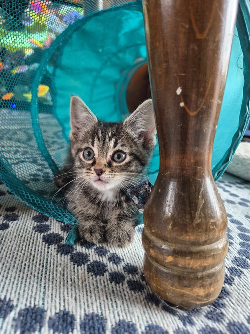 C318 litter Lego, an adoptable Domestic Short Hair in Livonia, MI