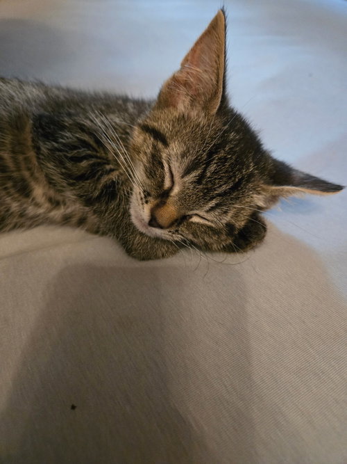 C318 litter Lucy, an adoptable Domestic Short Hair in Livonia, MI
