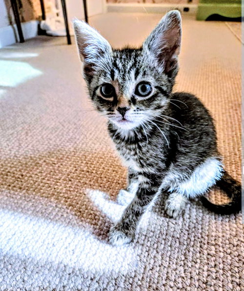 C318 litter Lucy, Baby Domestic Short Hair / Mixed (short coat), cat for adoption in Dearborn Heights, Michigan