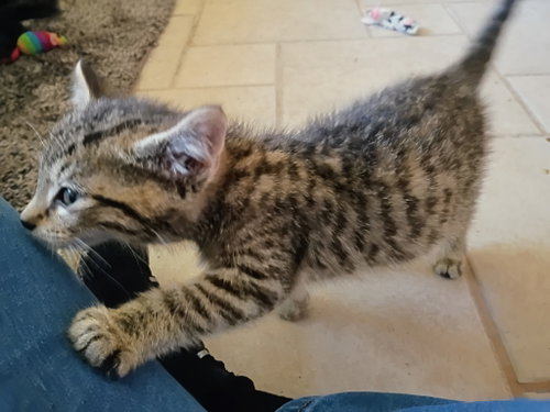 Photo 5 of Kirby( bonded with Niko) Pending Adoption