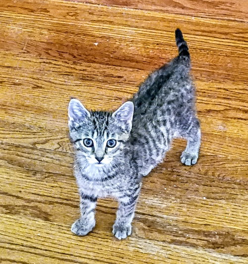 Photo 2 of Kirby( bonded with Niko) Pending Adoption