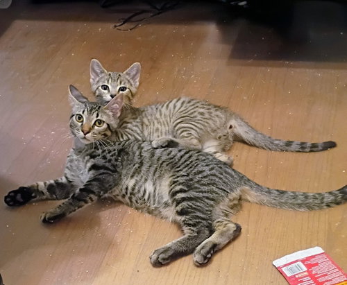 Photo 3 of Kirby( bonded with Niko) Pending Adoption