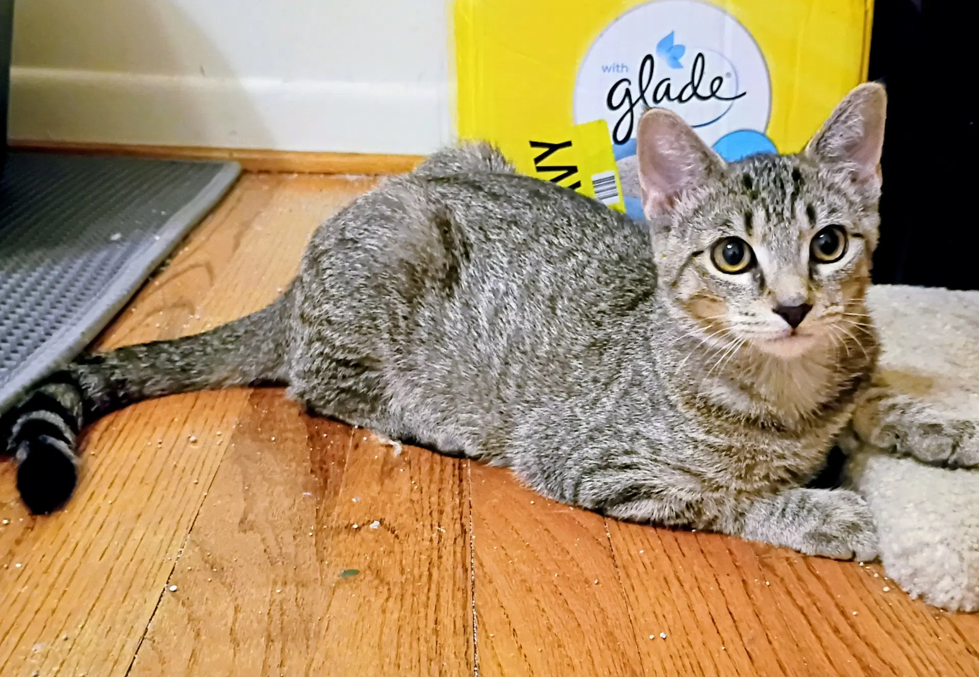 Kirby Bonded With Niko Pending Adoption - Domestic Short Hair