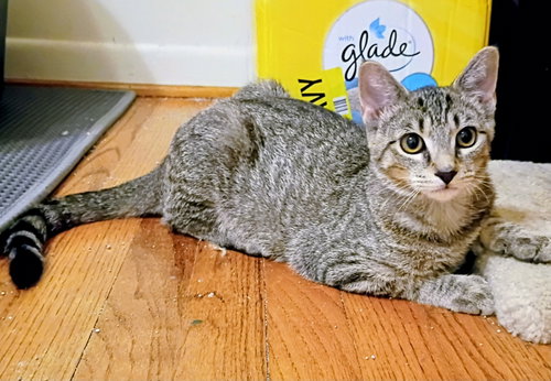 Kirby( bonded with Niko) Pending Adoption, a cat for adoption from Happy Days Dog and Cat Rescue