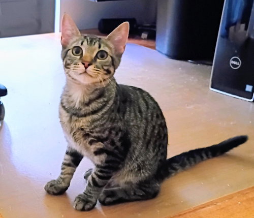 Photo 6 of Niko (Bonded with Kirby) Pending Adoption