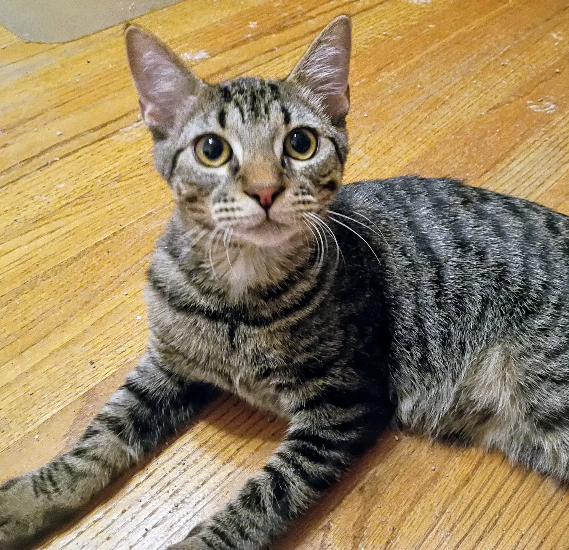 Niko Bonded With Kirby Pending Adoption image 4