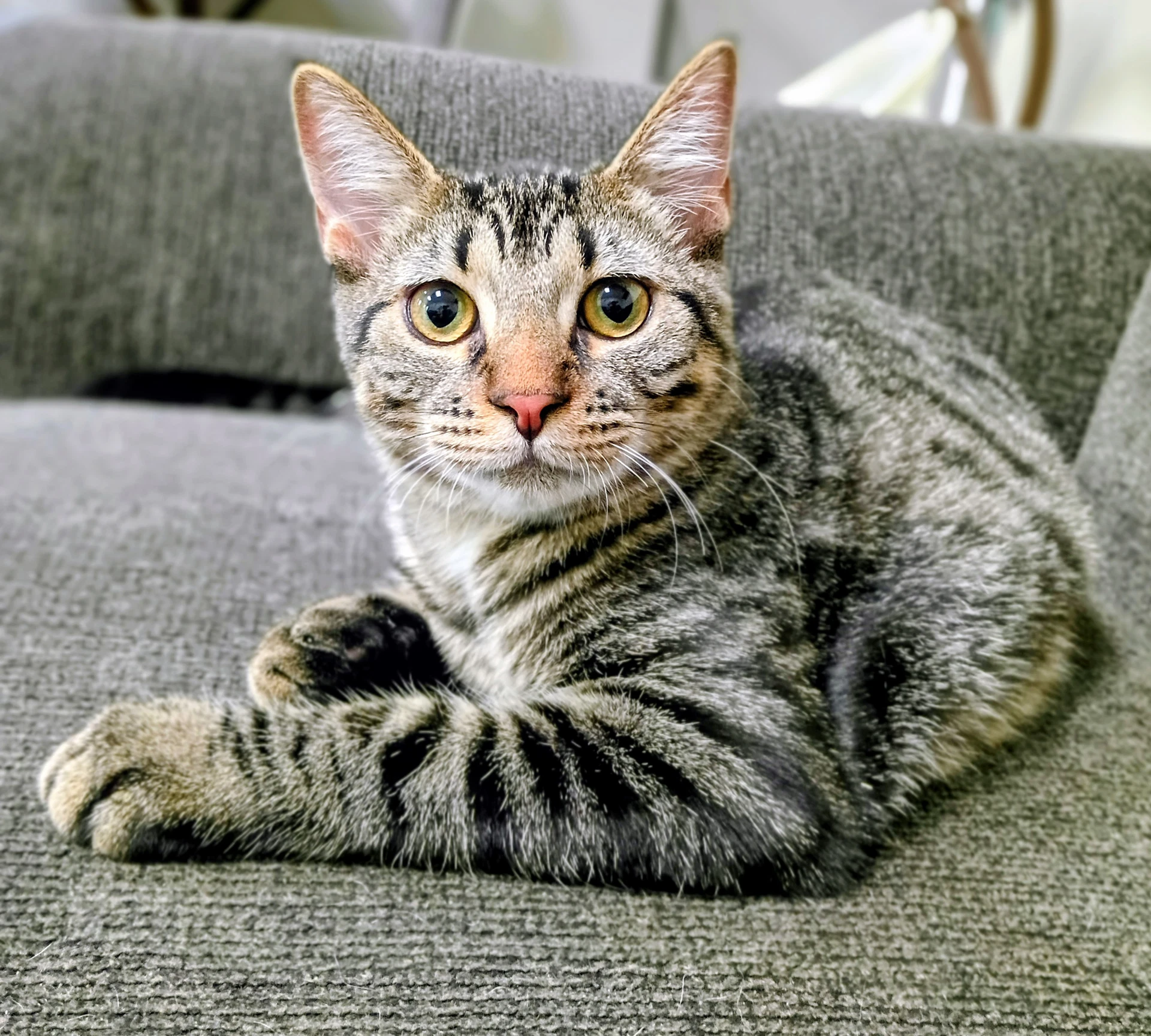 Niko Bonded With Kirby Pending Adoption