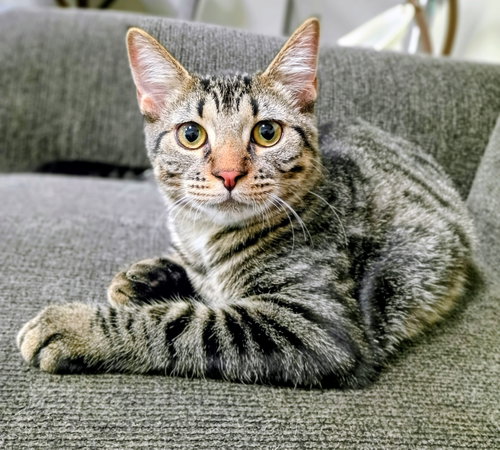 Niko (Bonded with Kirby) Pending Adoption, a cat for adoption from Happy Days Dog and Cat Rescue