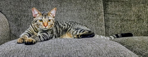 Photo 3 of Niko (Bonded with Kirby) Pending Adoption