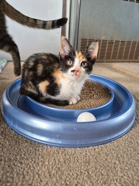 Echo, an adoptable Calico in Livonia, MI