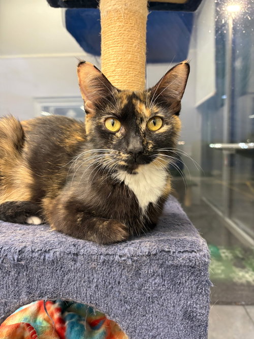 C319 Litter Frida, mom, an adoptable Calico in Livonia, MI