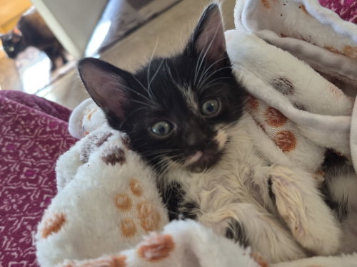 C319 Litter Cricket, Baby Domestic Medium Hair / Mixed (medium coat), cat for adoption in Dearborn Heights, Michigan