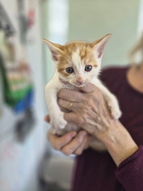 C319 Litter Fergus, Baby Domestic Short Hair / Mixed (short coat), cat for adoption in Dearborn Heights, Michigan