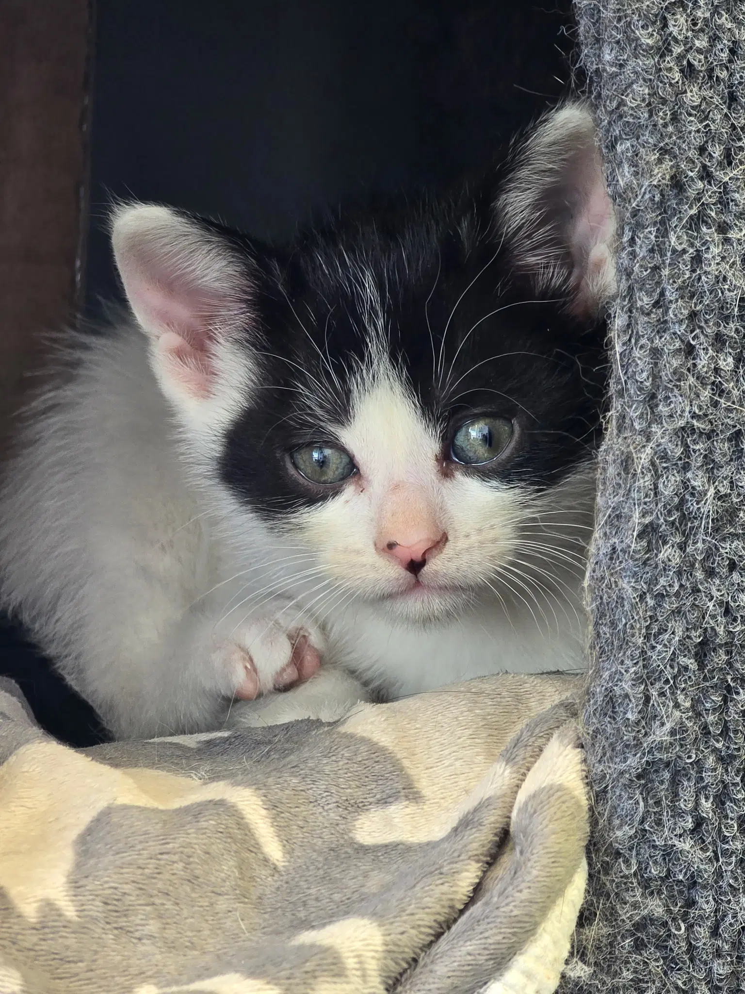 C Litter Maeve - Domestic Short Hair