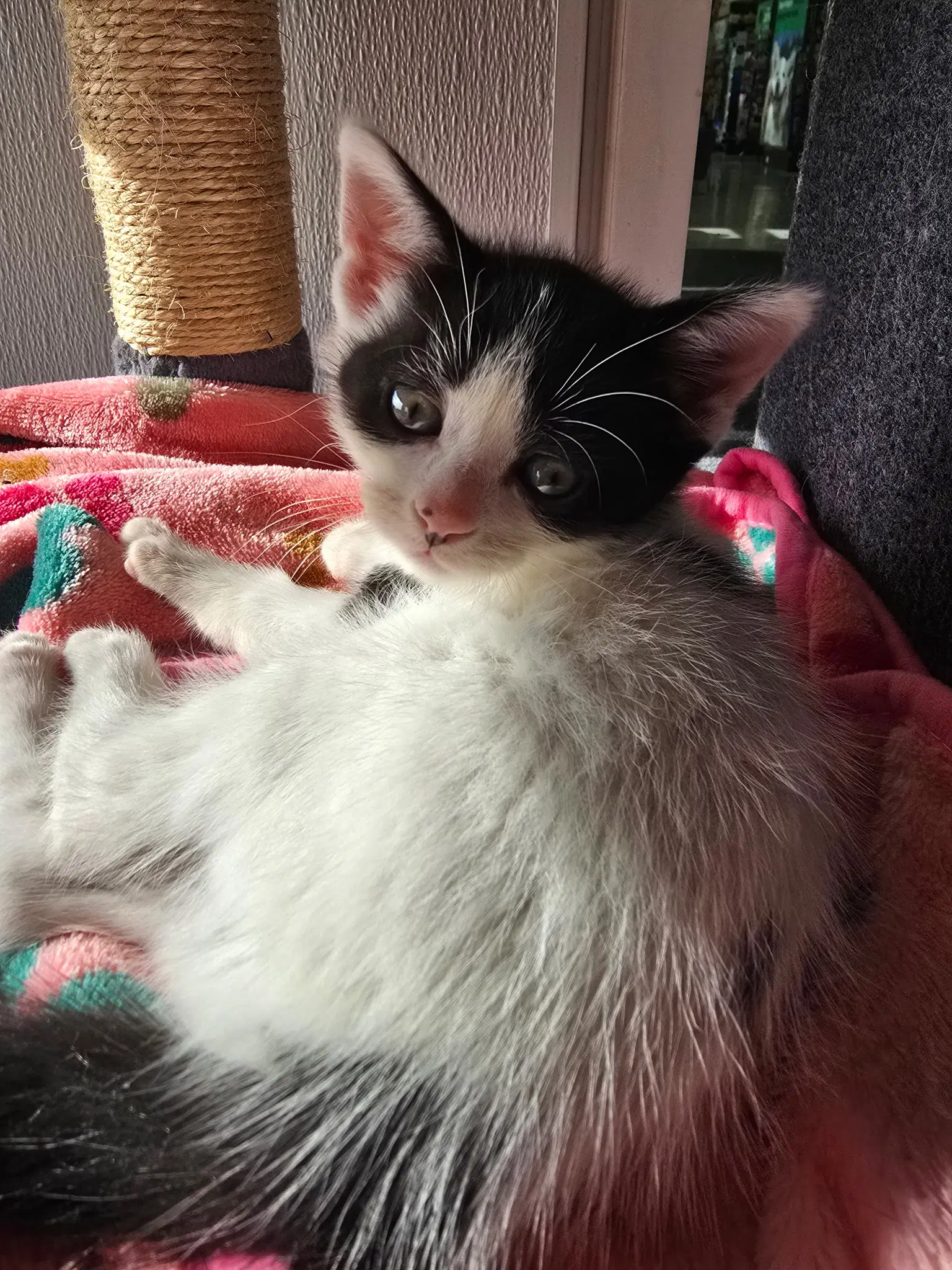 C Litter Maeve image 4