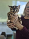 C319 Litter Nala