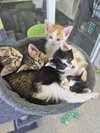 C319 Litter Nala