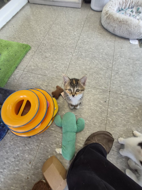 C319 Litter Nala, Baby Domestic Short Hair / Tabby / Mixed (short coat), cat for adoption in Dearborn Heights, Michigan