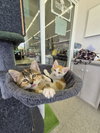 C319 Litter Nala