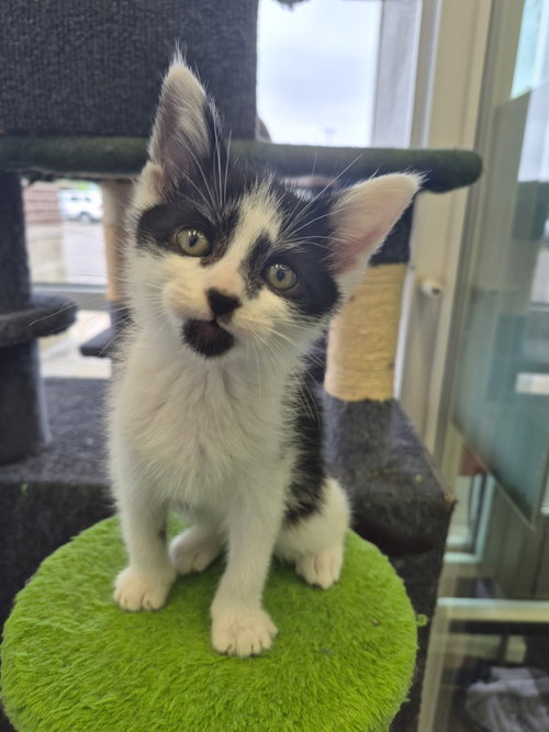 C319 Litter Pablo, Baby Domestic Medium Hair / Tabby / Mixed (medium coat), cat for adoption in Dearborn Heights, Michigan